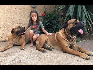 Dogs in South Africa - Boerboels. Raça sul-africana de cachorros