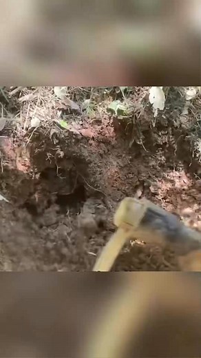 #hornet #wildlife_529 #bee #honeybee #beelife #nature #beelover #honey #beehive #wasp | Hornet Hunter