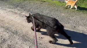 Ebony ❤️ Ebony is a sweetheart of a giant schnauzer girl of maybe 6-8 years old who came to us in terrible condition. She’s underweight, missing a lot of her hair and her skin ranges from gray and flaky to raw and bloody. Her teeth are a mess, worn and broken, and her coat was covered in some tar like substance that we’ve been trimming away but by bit during her medicated baths. Ebony was rescued from a rough situation last June. Sadly, her rescuer ended up in over their head and unable to care 