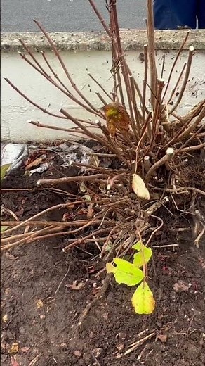 How To Completely Remove A Shrub.. 🪴👌#gardening