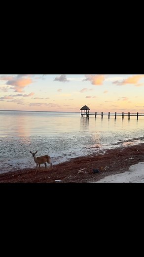 Only in the Keys, a Key deer beachside on Long Beach, Big Pine Key. Have a beautiful evening 🦌🌴🌅🌊🌟🩵! #floridakeys #keydeer #deeronthebeach #sunset #connectandprotect #compassioniscontagious #mermaidlife @thefloridakeys | Bette Zirkelbach