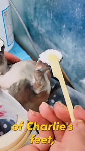 590K views · 13K reactions | Turning my dog Charlie into Slink from Toy Story! One of my fav art creations with Unlimited | 3D Printing and ! #toystory #art #diy #howto | Shot and Forgot | Facebook