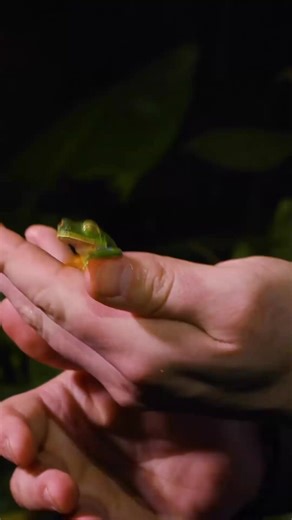 One of the most famous frogs on the planet! #frog #nature #leaffrog #bravewilderness | Brave Wilderness