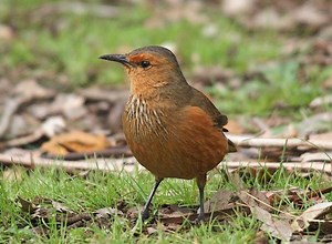 Rufous treecreeper - Alchetron, The Free Social Encyclopedia