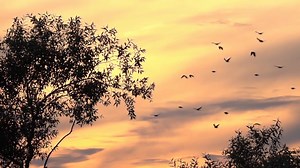Millions of birds to migrate over Pennsylvania