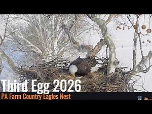 PA Farm Country Eagles Live Cams - HDOnTap