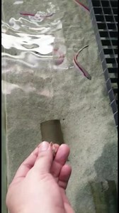 Skunk Tilefish (Hoplolatilus marcosi) getting real tame. | Iwarna Aquafarm