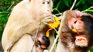 11K views · 511 reactions | Young mom Rose monkey try eat mango to produce milk for her newborn BB Ep261 | Monkey katy | Facebook