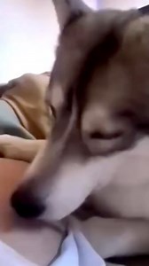 5.5M views · 49K reactions | Dicen que el amor de un perro es incondicional… pero este va más allá.  Esta perrita detectó algo especial en la pancita de su dueña: un nuevo corazón latiendo. Gracias a su oído agudo y su instinto, supo que un bebé venía en camino. La conexión entre ellos ya empezó, incluso antes de nacer. #Instinto #Perros #Embarazo #AmorAnimal #Conexión | COCO LEMUS | Facebook