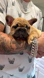 2.7K views · 81 reactions | What every woman really wants  | 813 Frenchies | Facebook