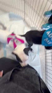 1.3K views · 34 reactions | Puppy Puddle at Meet the Dogs! Natural Pet Center 1-3 TODAY! 勺勺勺 | 4 Luv of Dog Rescue | Facebook