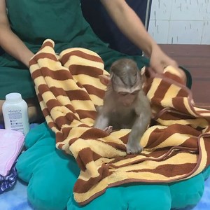 12K views · 364 reactions | after bath adorable baby monkey wait mom clean and wear beautiful clothes | The Freshly | Facebook