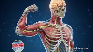 Muscle Fiber: Structures, Contraction & Relaxation