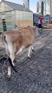 20K views · 420 reactions | Milking a jersey cow. #jerseycows #dairy #homestead | Sweet Briar Farmer | Facebook
