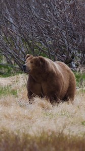 A year ago today I was up close and personal with this giant Alaska Peninsula brown bear! To watch the hunt play out, head over to our YouTube channel! https://youtu.be/CpfvsFAmr6k | Driven with Pat & Nicole