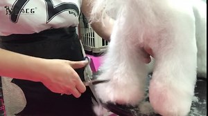 Dog Grooming Scissors Set with Safety Round Tip, Titanium Coated Curved, Thinning and Straight Pet Grooming Scissors Kit for Dogs and Cats.