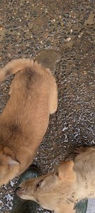 Here is Bella and her three pups. This is the little family who were dumped at the edge of the village a few weeks ago. They are going to Germany as a family to be rehomed from there by our rescue partners, Tierfreunde Pfalz. How good is this! 🎉 | Barking Mad Dog Rescue