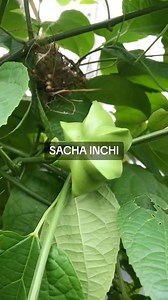 5.7K views · 87 reactions | Perkembangan tanaman pokok sacha inchi selepas 6 bulan ditanam. | Nacqris Backyard Garden | Facebook
