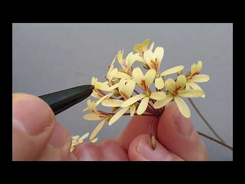 Pollination of pelargoniums
