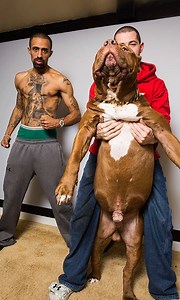The owner of the world’s biggest pitbull has paid tribute to his supersized canine companion - with an equally supersized tattoo. DarkDynastyK9s founder Marlon Grennan, 31, had a giant image of Hulk, the 175lb pit bull, inked on to his chest I am the HULK | Dog Dynasty