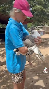 Flag Animal Farm on Reels