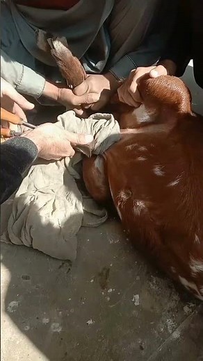 Castration in goats | خصی کرنے کا طریقہ | Neutring | Neuter in goats Vet Experts #short #Castration