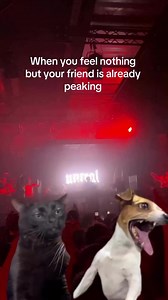 🤣🤣🤣 it happens... | Ibiza Clubland