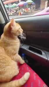 Funniest Cat Moment Ever – Try Not to Laugh Cat Video Compilation