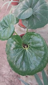 5.6K views · 158 reactions | Farfugium japonicum is a stunning ornamental plant華 #plants #plantbased #plantlover #fyp #beauty #Amazing #viral #viralreels #garden #gardening #reels #foryou | Decor & Beauty | Facebook