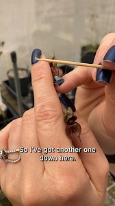 51K views · 784 reactions | Orchid pollination time!  Our...