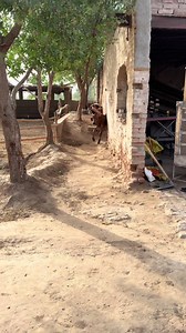 Dairy Lovers: Hamid Dairy Farming Vlog