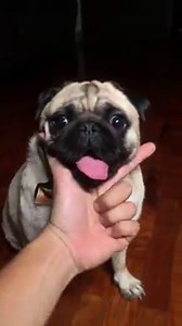 How to attract a pugi | Porky the Pug