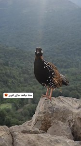 24K views · 1.4K reactions | Beautiful Mountains with black partridge call || #blackpartridge #partridge #singingbird | Birds Lover 2 | Facebook