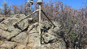 Watch a livestream of Colorado's 'mega den' of pregnant rattlesnakes