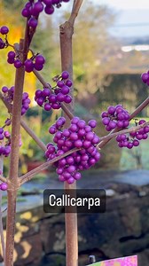 Unbox My Gardening Express Packages With Me 📦 Gardening Express have everything you could possibly want to sort out your garden for autumn/winter! Stunning Hardy Shrubs, pots, baskets, tools and bedding plants 🌱💚 #gardeningexpress #gardeninspiration #autumngarden #wintergarden #growyourown #gardenjobs #haul #plants #planthaul #gardenhaul | Gardening Express