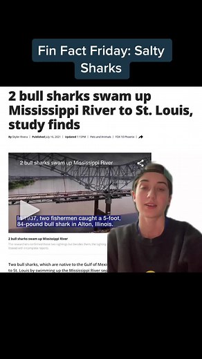 What do we make of freshwater #sharks? Learn how sharks #osmoregulate with us on our #finfactfriday series!! #marinebiology #sharkscience #salt #greenscreen