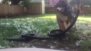 The fluffiest of them all 󾍃 | Fluffy Husky Tales