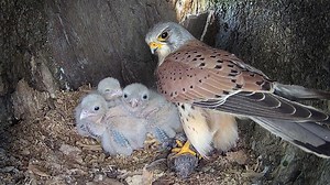 809K views · 68K reactions | This is the full story of how Mr Kes the kestrel defied the textbooks and learned to care for his six chicks alone. Warning, you might need a hankie  | Robert E Fuller | Facebook
