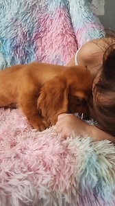 22 reactions · 31 comments | Female Red Dachshund Puppy #cutepets #dachshundpuppy #dachshundlove #dachshundoftheday #dachshund #cutepuppy #cutepuppyvideos | Darline Santos | Facebook