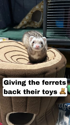 The ferrets got their toys back this morning! Prince finally stopped chewing them and I have been giving them a few plushie toys for the last couple weeks to see what Prince would do. Thankfully, they all remained intact. They’re all shoved in their stash spot, but they’re in one piece, so I felt like it was time to give the ferrets back the plushie toys I took when Prince was a baby and chewing the ears off everything 🤦‍♀️. . . Also, the adorable Octopus came from @littlefurfleece and the amaz
