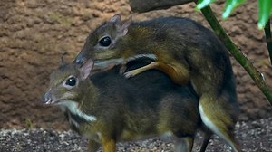 Two Java Mouse-deer Standing Under Bush: vídeo stock (100% livre de direitos) 3539604195 | Shutterstock