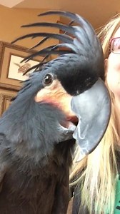 1.6K views · 79 reactions | Cuddling my friend’s cockatoo yesterday  | The Birdy Babe | Facebook