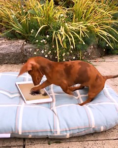 Peanut loves playing games on her iPad 😂🐶 | Animal Lovers