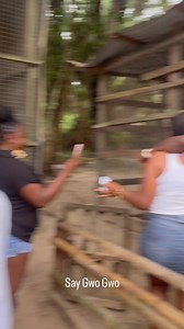 Ever noticed how monkeys act up when they see love in the air?  This woman breaks down the shocking reason behind a monkey’s jealousy when it sees a man and woman together. You won’t believe it till you hear her!  #MonkeyBusiness #JealousMonkey #TruthTalk" | Rabbon MobTv | Facebook