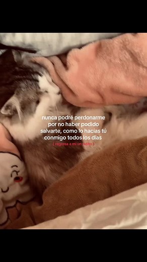 Extraño a mi gato con toda mi alma