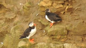 11K views · 419 reactions | Footage off Puffin at Filey Brigg this evening | Scarborough Porpoise | Facebook