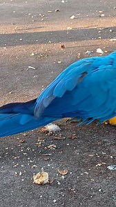 25K views · 5.3K reactions | Hunting for nut scraps | Six Grey Parrots | Facebook