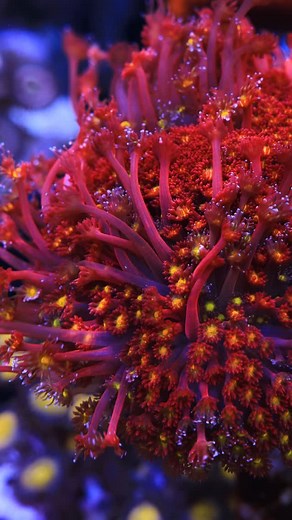 TSA Raspberry Limeade Goniopora is looking HOT today! Snag yourself a frag today because they’re on sale while supplies last! A must have in any reef tank! • • #fishtank #orlando #saltwater #reefers #ocean #photography #coral #frags #aquarium #reefersdirect #reeftank #reeflife #allmymoneygoestocoral #reefgeek #aquaria #reef #reefporn #aquariumlife #marine #marineaquarium #sps #lps #nanoreef #underwater #wysiwyg #aquaculture #homegrown #corals #ocean #frags #smallbusiness | Top Shelf Aquatics