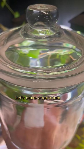 Dos Terrariums #moss #plantedtank #anubias #arizona #terrariumjar #sealedterrarium #reptileshop #javafern #pequeño #everevolvingexotics #tucson #plant | Joshua Hayes