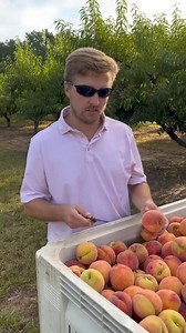 Lane Southern Orchards on Reels